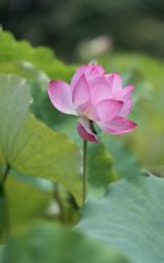 yangguangwu-lotus-7922612